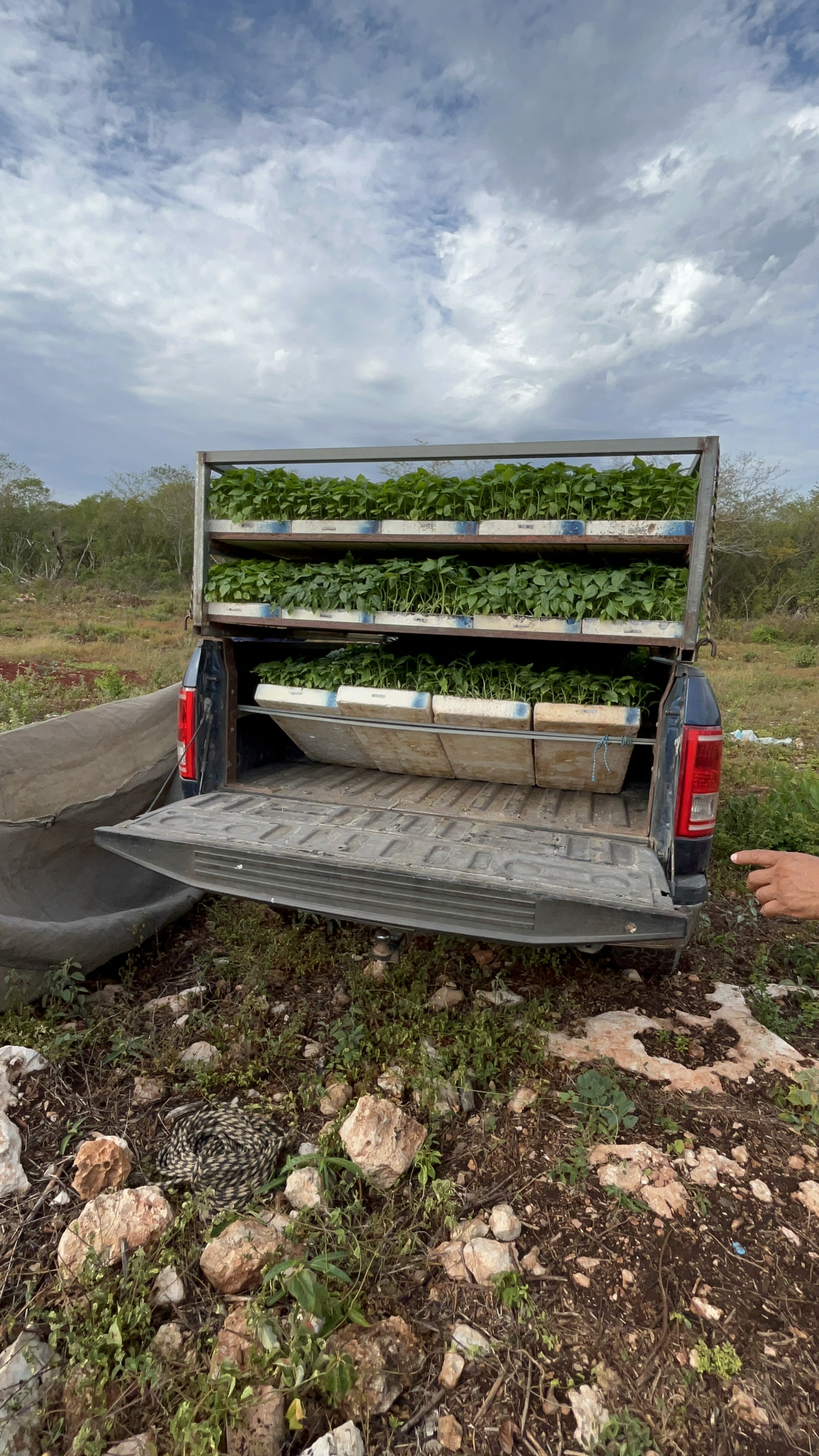 8,000 seedlings arriving — YUUM Cycle 2, Peninsula of Yucatán